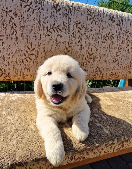 Цуценята golden retriever