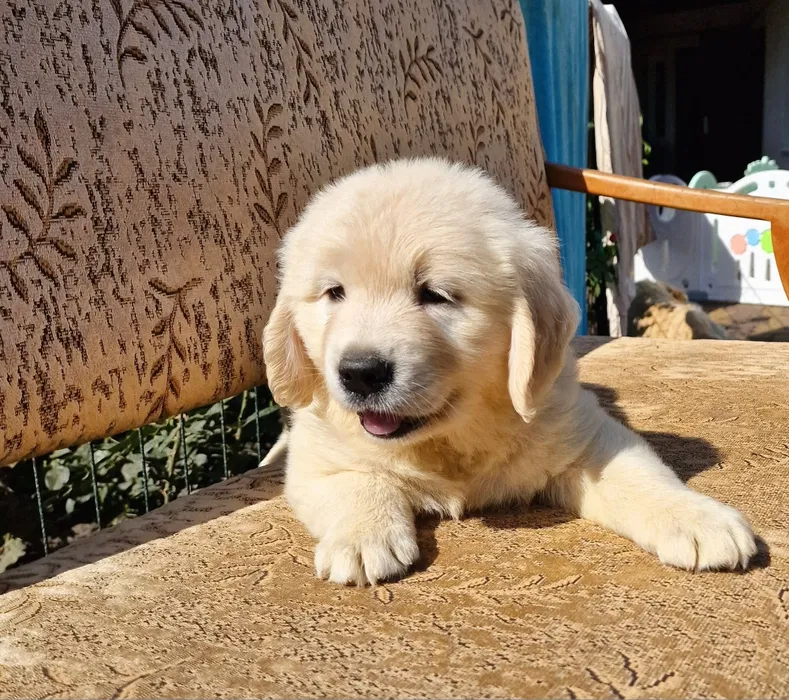 Цуценята golden retriever 4