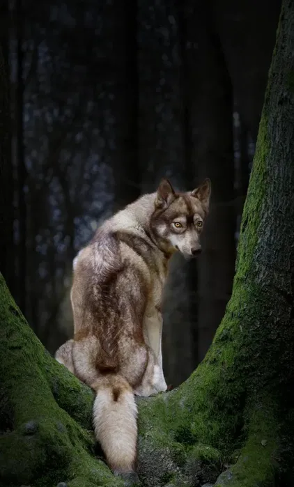 Цуценята хаскі КСУ — маленькі вовченятка, агуті