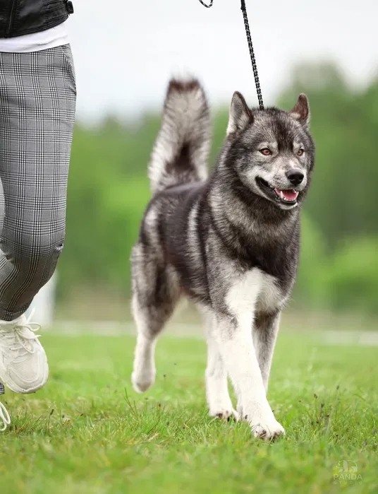 Цуценята хаскі КСУ — маленькі вовченятка, агуті 2