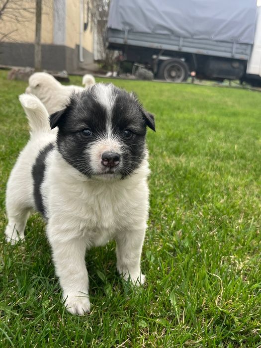 Цуценята хаскі — три хлопчики і дві дівчинки 3
