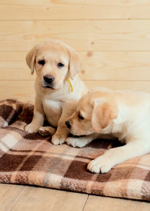 Цуценята лабрадора, документи КСУ, чіп