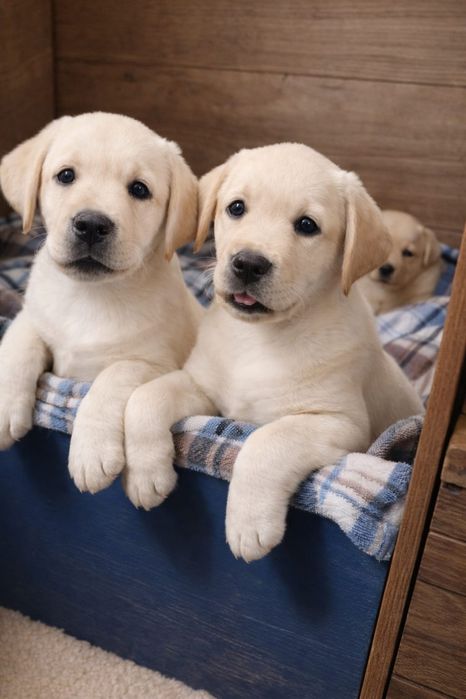 Цуценята лабрадора, документи КСУ, чіп 2