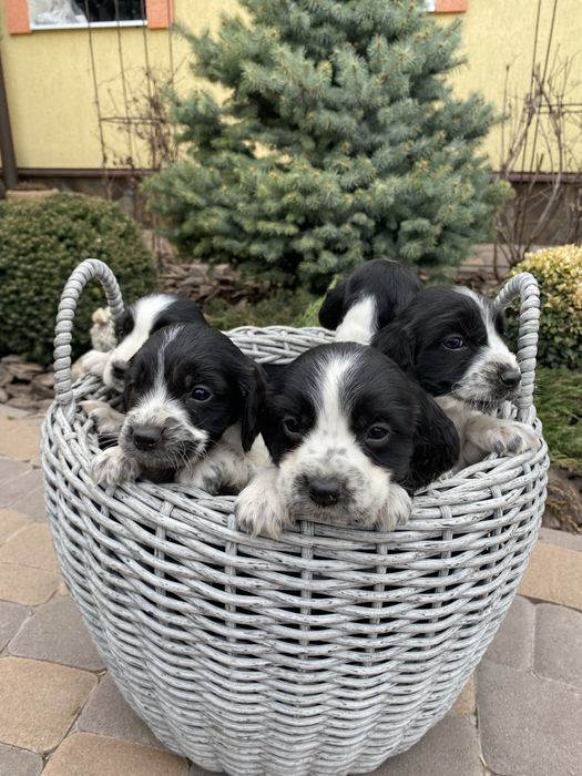 Цуценята спанієля, хвостики купіровані 3