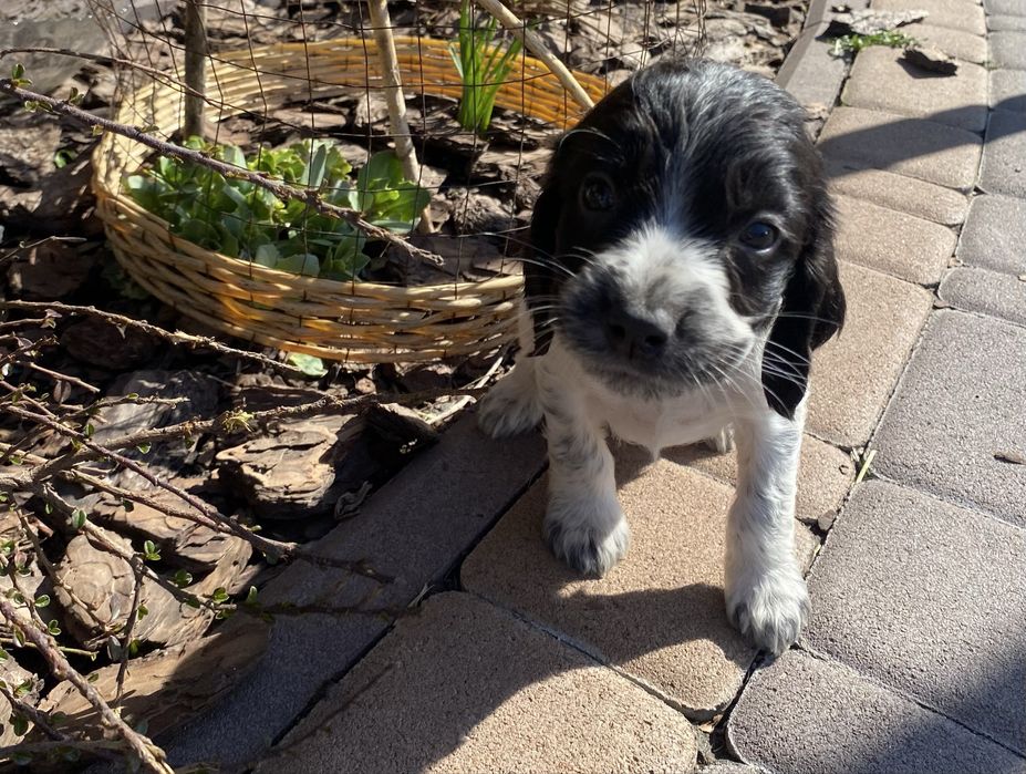 Цуценята спанієля, хвостики купіровані 4