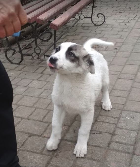 Цуценята Української Карпатської Вівчарки 2