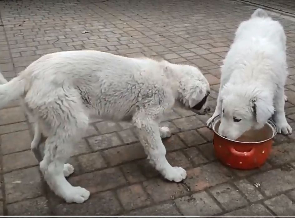 Цуценята Української Карпатської Вівчарки 3