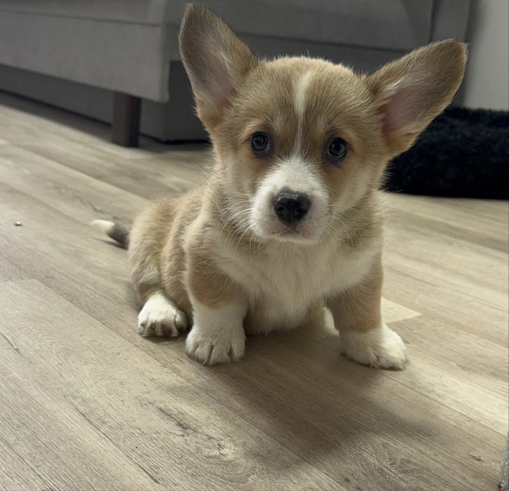 Вельш Коргі Пемброк