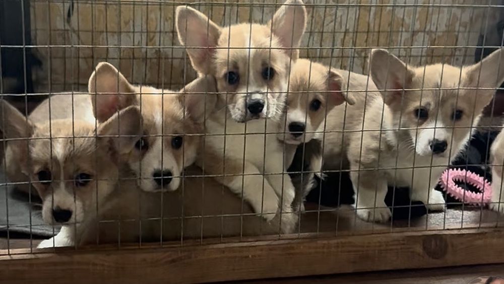 Вельш Коргі Пемброк 2