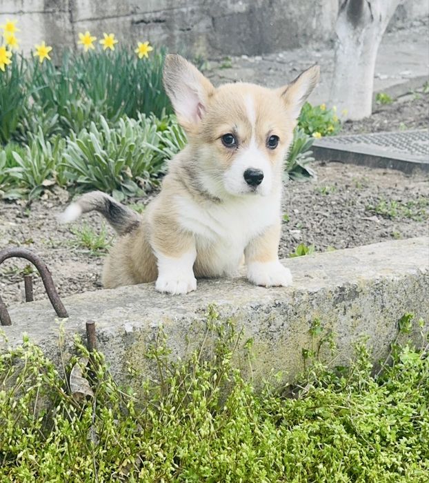 Вельш Коргі Пемброк 5