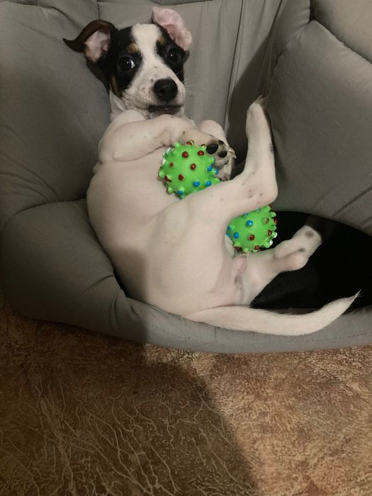 Віддам в хороші руки дівчинку джек-рассела