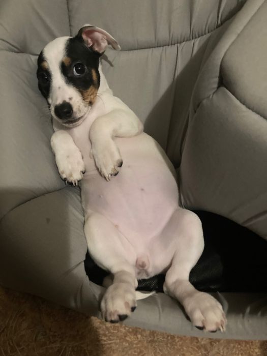 Віддам в хороші руки дівчинку джек-рассела 2