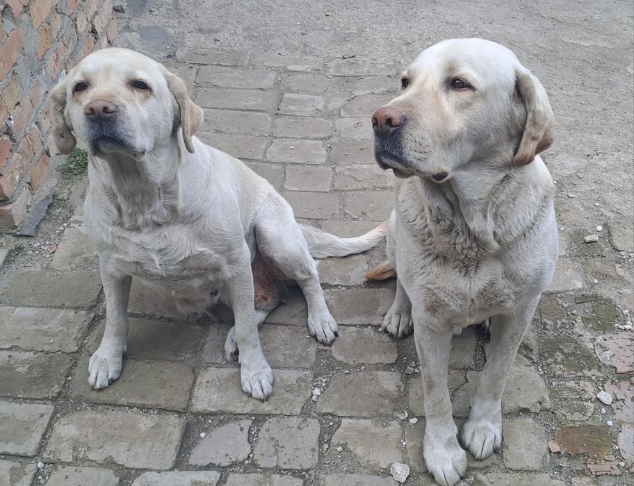 Віддам пару чистокровних лабрадорів