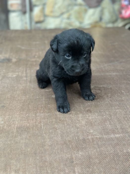 Віддам цуценя в добрі руки — метис вівчарки та лабрадора