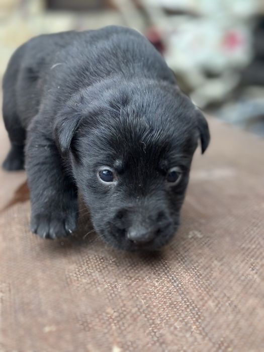 Віддам цуценя в добрі руки — метис вівчарки та лабрадора 3