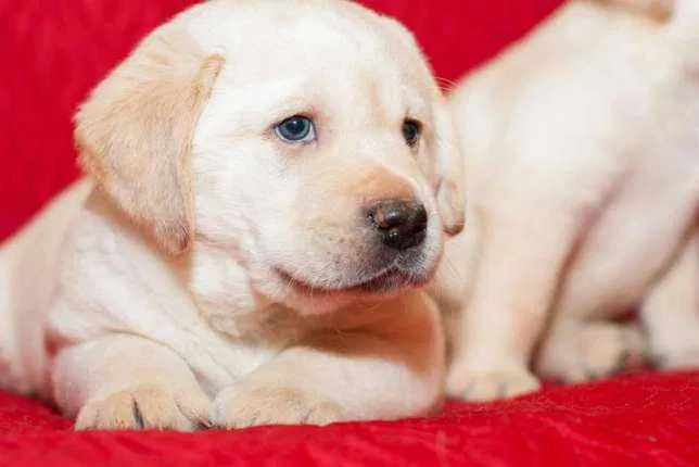 Високопородні цуценята лабрадорчики 2