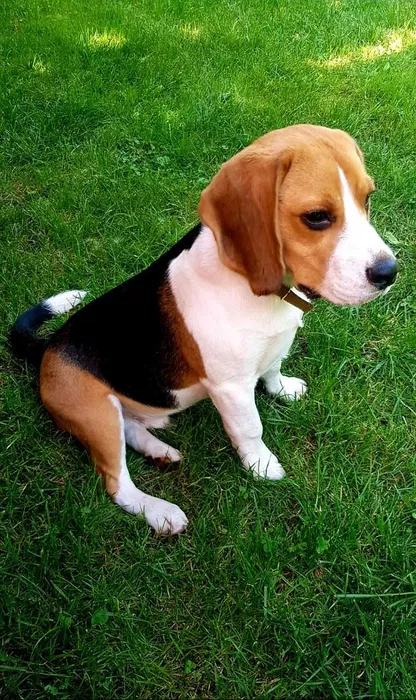 Бігль родословний до в'язки