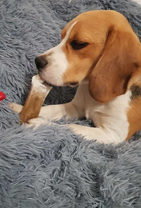 Бігль родословний до в'язки 2