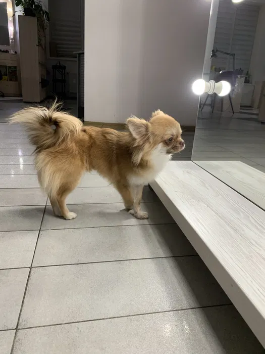 Чихуахуа довгошерстий КСУ запрошує на в'язку 2