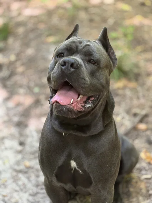 Кане корсо — в'язка