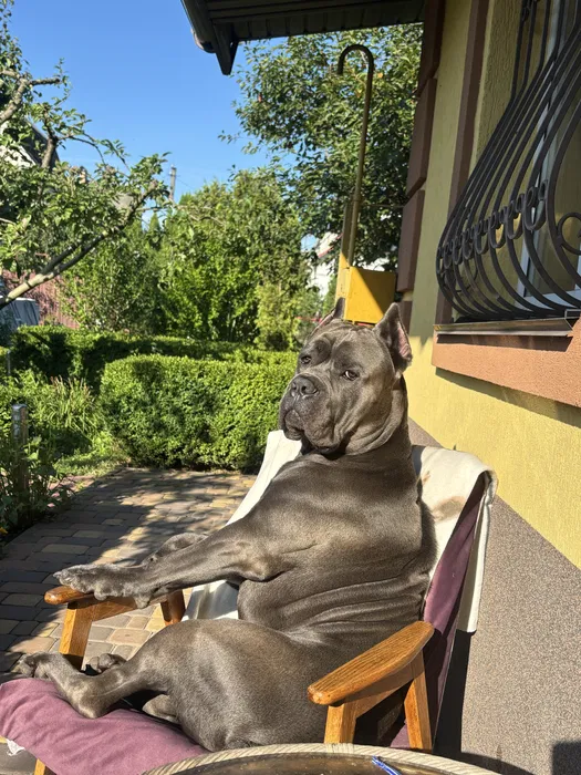 Кане корсо — в'язка 2