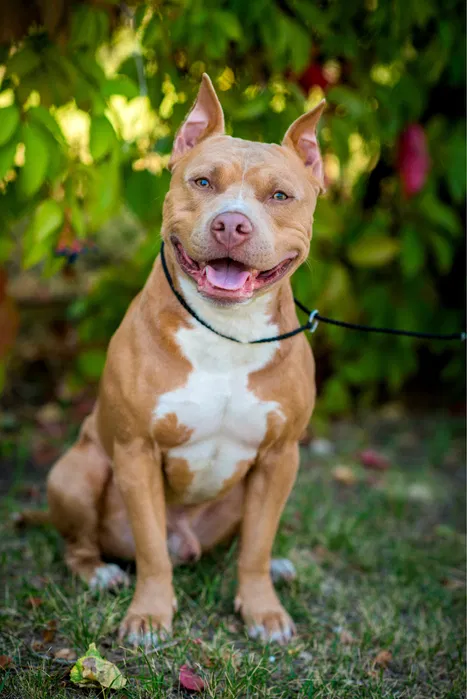 В'язка — американський пітбуль, Кривий Ріг, є ген. тести 2