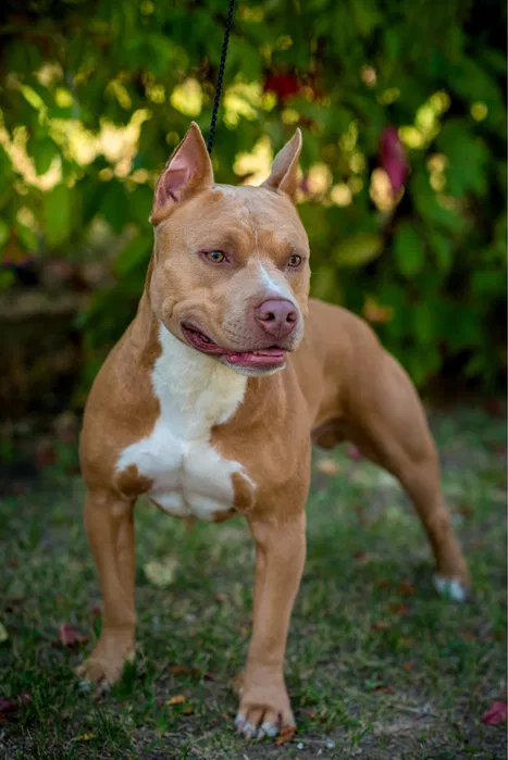 В'язка — американський пітбуль, Кривий Ріг, є ген. тести 3