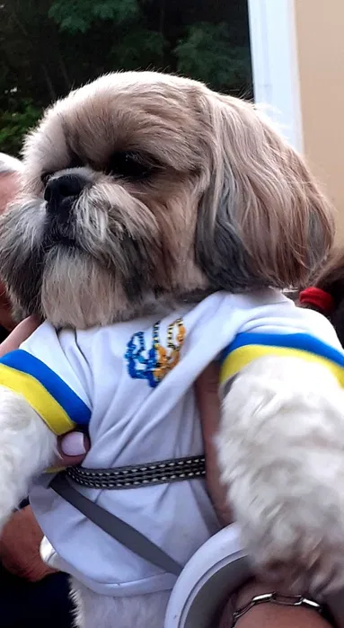 Хлопчик ши-тцу бажає познайомитися з дівчинкою для в'язки