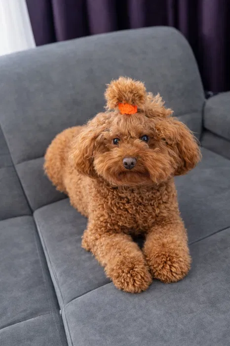 В'язка той-пуделя 2