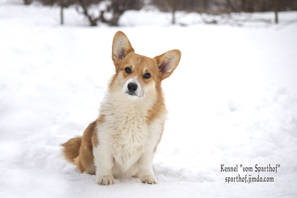 Запальні дівчатка коргі