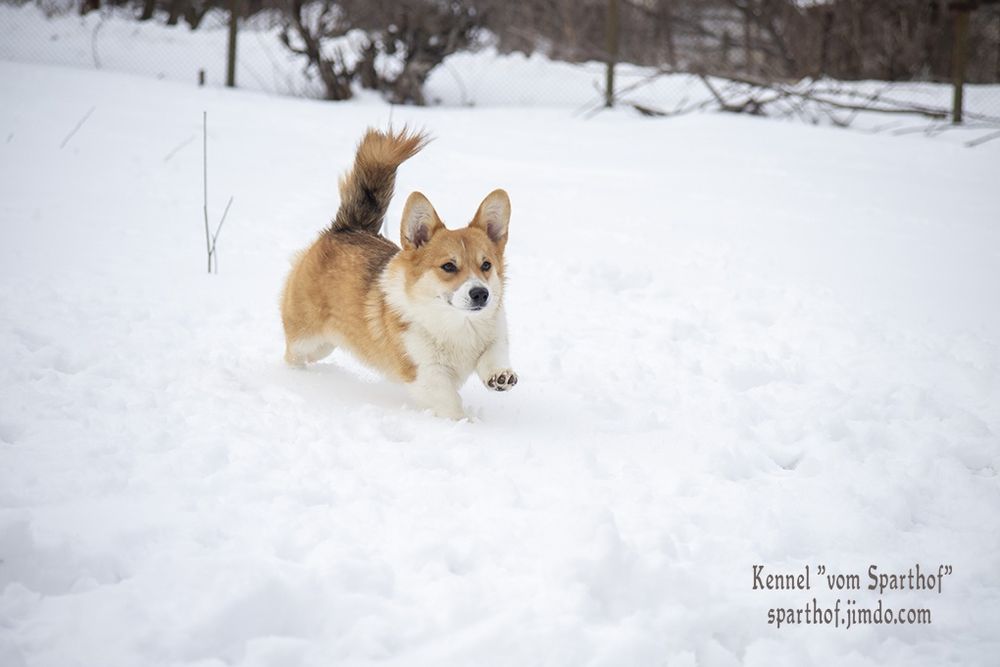 Запальні дівчатка коргі 2