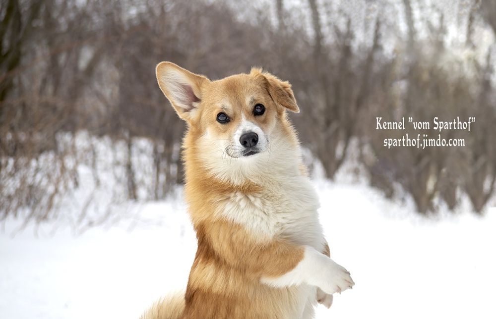 Запальні дівчатка коргі 4