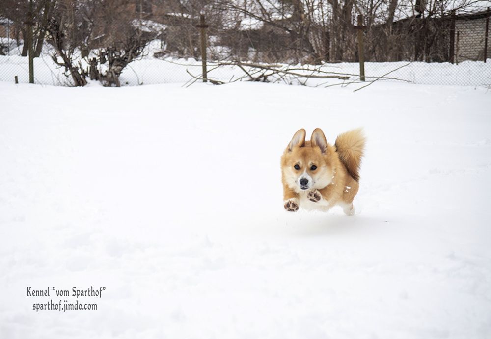 Запальні дівчатка коргі 5
