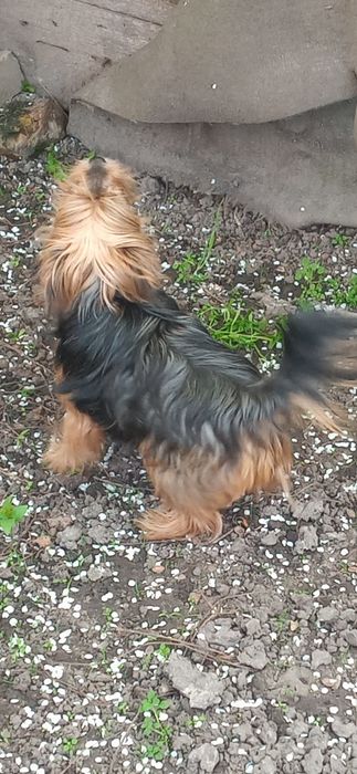 Загубився пес породи йоркширський тер'єр — Черкаси 2