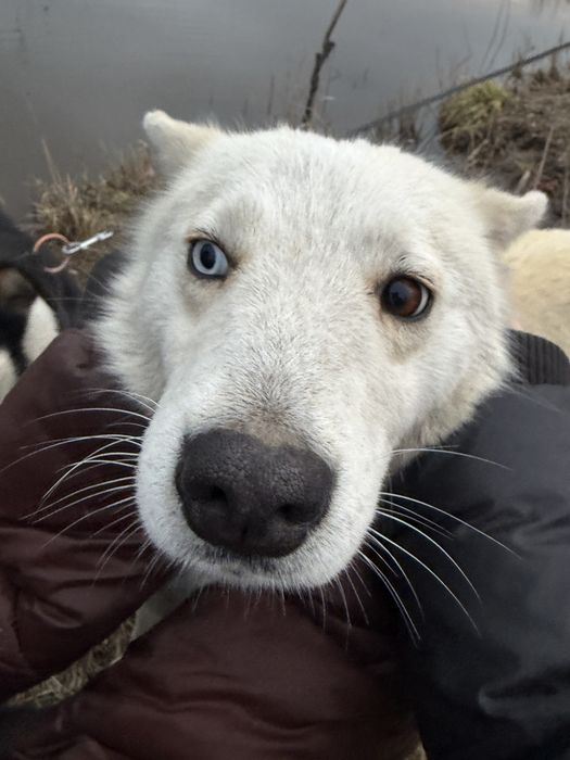 Знайдено хаскі / лайку — дівчинка, Братське 3