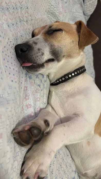 Знайдена собака — Джек Рассел, Авангард біля Одеси 2