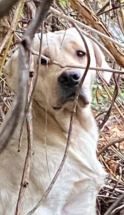 Знайдено собаку Лабрадор ретрівер — Молода гвардія, Одеса