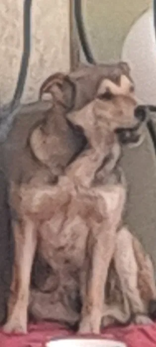 Знайдено молодого пса — Кам'янське