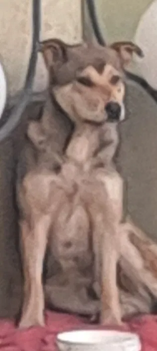 Знайдено молодого пса — Кам'янське 2