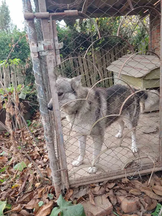 Знайдено собаку — Монастириська, Тернопільська обл. 3