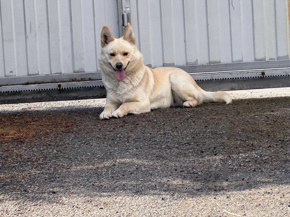 Знайдено собаку, с. Дзвінкове 2