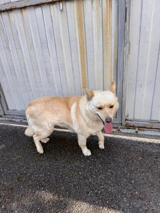 Знайдено собаку, с. Дзвінкове 3