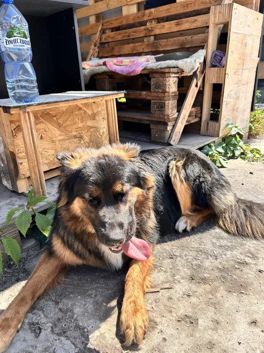 Знайдено собаку, дуже схожа на вівчарку — Київ 2