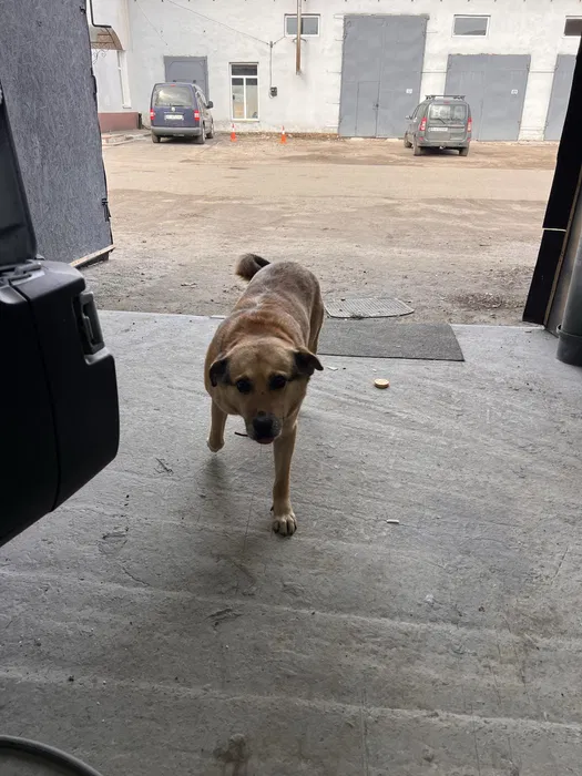 Знайшли собаку на Автобазівській — Полтава 2