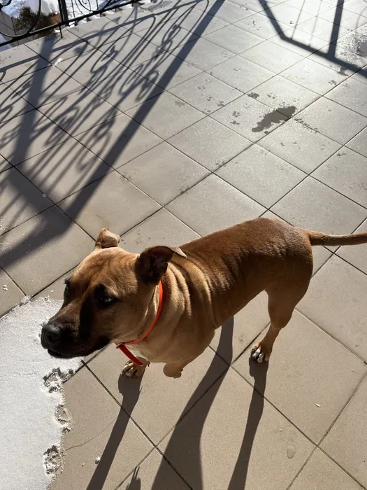 Знайшли собаку — Софіївська Борщагівка 2