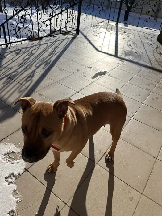 Знайшли собаку — Софіївська Борщагівка 3