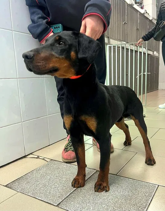 Знайшли собаку пса ягд тер'єра — Київ 2