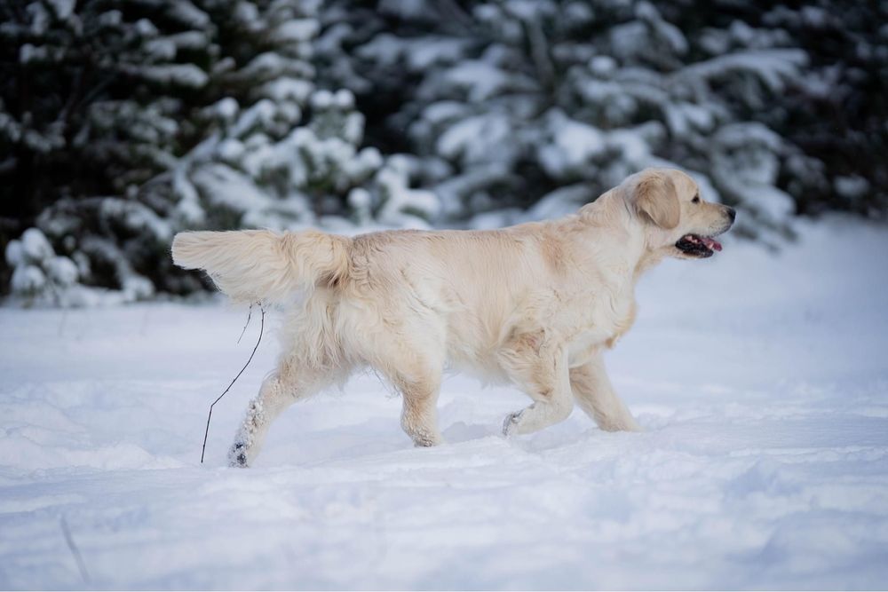 Золотистий ретривер — кобель для в'язки, Чемпіон України 3