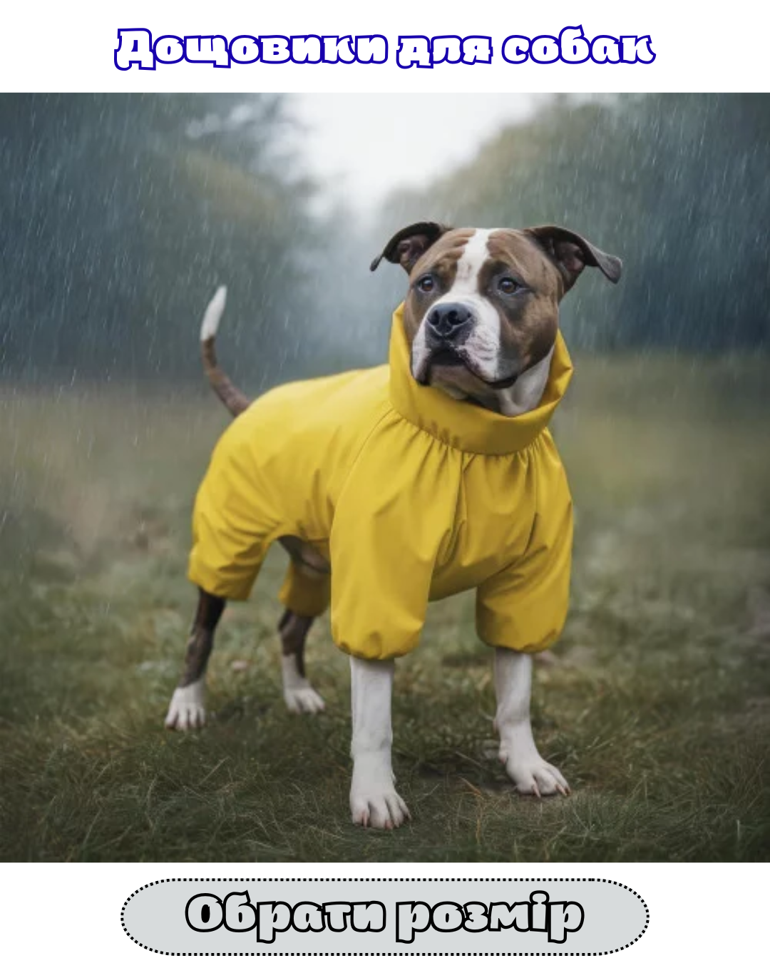 Цуценята англійського кокер-спанієля — тестове оголошення 5